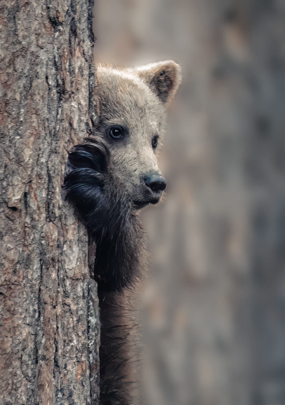 Grizzly Bear hiding in the grass